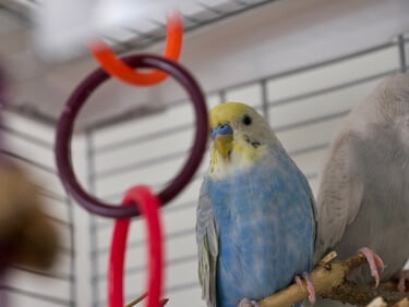 why does my budgie keep falling off its perch?