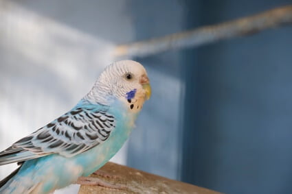 why does my budgie scream when I leave the room?