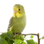 why has my budgie stopped talking?