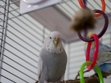 why is my budgie falling over?
