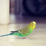 why is my budgie running around in circles?