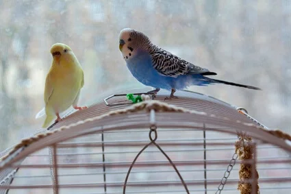 why is my budgie spinning?
