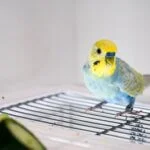 why is my budgie struggling to walk?