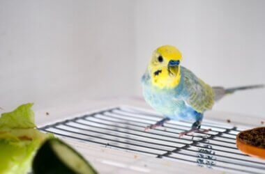 why is my budgie struggling to walk?