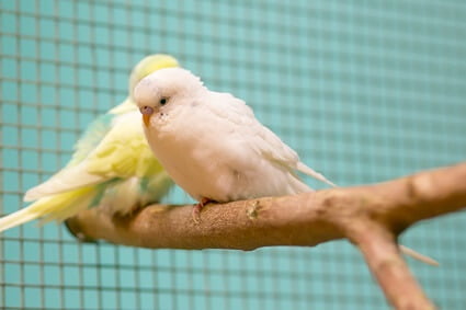 why isn't my budgie talking?