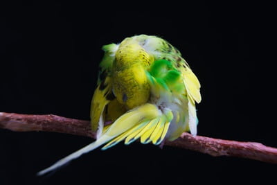 Can A Budgie Survive Without A Beak?