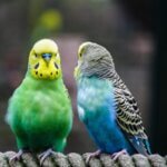 can budgies kill each other?