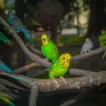 are budgies loud at night?