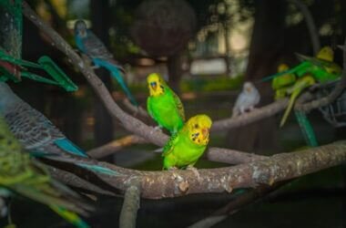 are budgies loud at night?