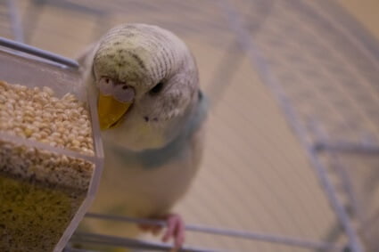 are budgies picky eaters?