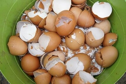 are egg shells good for budgies?