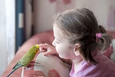can you be allergic to budgies?