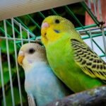 do budgies have a memory?