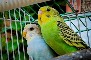 do budgies have a memory?