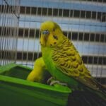 how to convert budgies to pellets