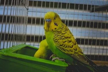 how to convert budgies to pellets