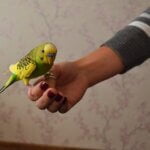 how to teach a budgie to stop biting