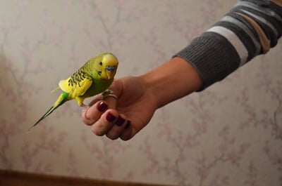 how to teach a budgie to stop biting