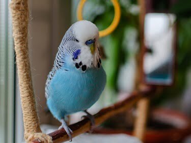 how to tell if a budgie has worms
