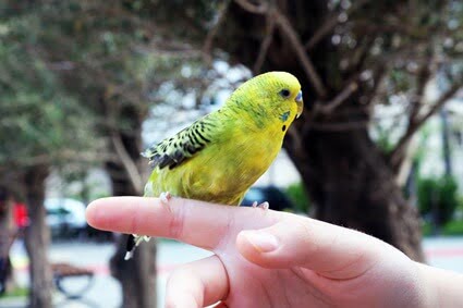 prevent budgie biting