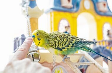 what does it mean when my budgie nibbles me?