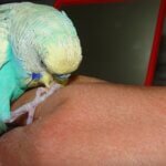 why is my budgie biting me all of a sudden?