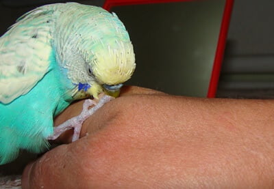 why is my budgie biting me all of a sudden?