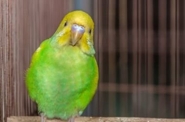 why is my budgie clicking its beak?