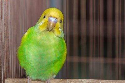 why is my budgie clicking its beak?