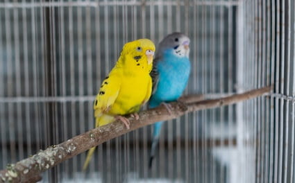 worms in budgies symptoms