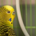 do budgies feel lonely?