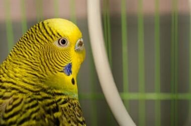 do budgies feel lonely?