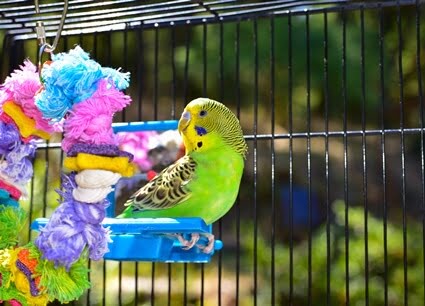 how old should a budgie be when you buy it?