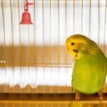 what age budgie should i get?