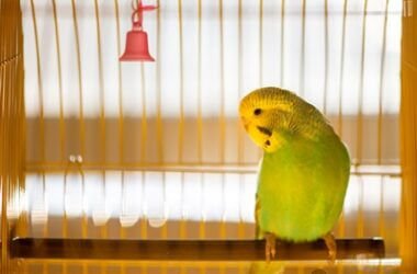 what age budgie should i get?