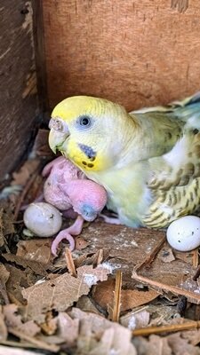 why do budgies lay eggs on the ground?