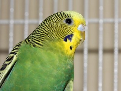 why does my budgie have a lump on its chest?