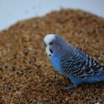 why is my budgie not pooping?