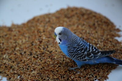why is my budgie not pooping?