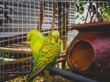 are male budgies territorial?