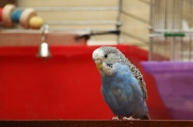 budgie head bobbing meaning