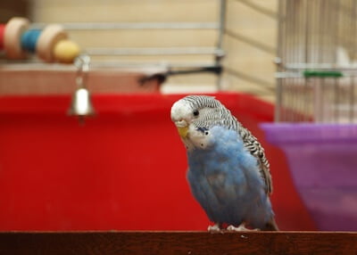 budgie head bobbing meaning