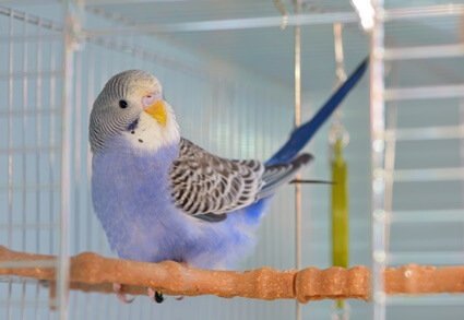 budgie laying down on perch