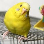 do both male and female budgies talk?
