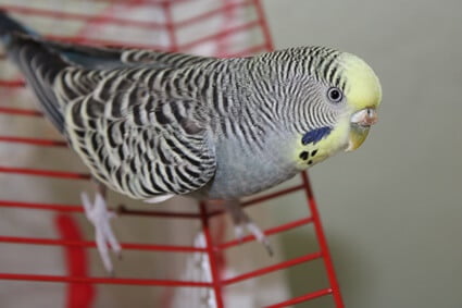 do male or female budgies talk more?