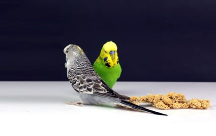 what are large budgies called?