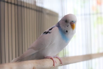 what does it mean when a budgie is quiet?
