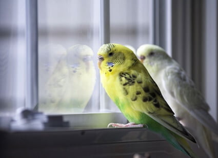 what does it mean when budgies bob their head up and down?