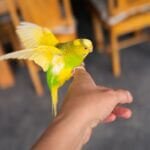 why do budgies flap their wings?