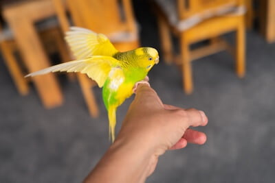 why do budgies flap their wings?